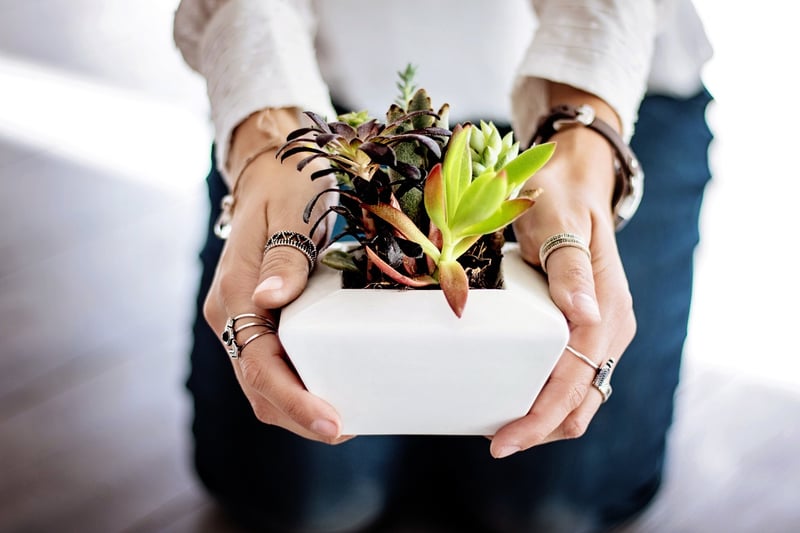 Minimalist Greenery